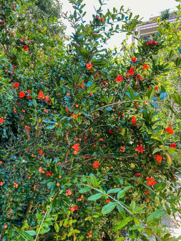 Grenadier à fleurs doubles, Punica granatum, en été dans le parc de Passy, Paris 16e (75)