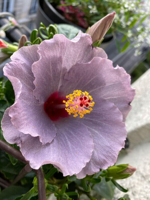 Hibiscus x rosa-sinensis à fleurs bleues en début d'été sur mon balcon parisien, Paris 19e (75)