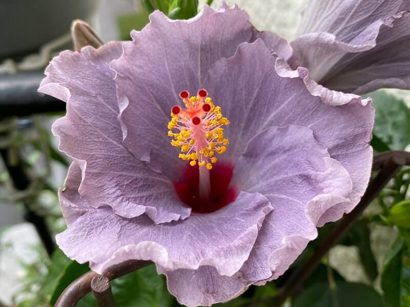 Hibiscus x rosa-sinensis à fleurs bleues en début d'été sur mon balcon parisien, Paris 19e (75)