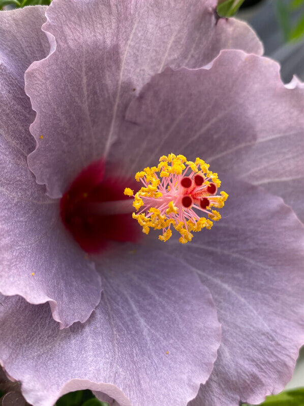 Hibiscus x rosa-sinensis à fleurs bleues en début d'été sur mon balcon parisien, Paris 19e (75)