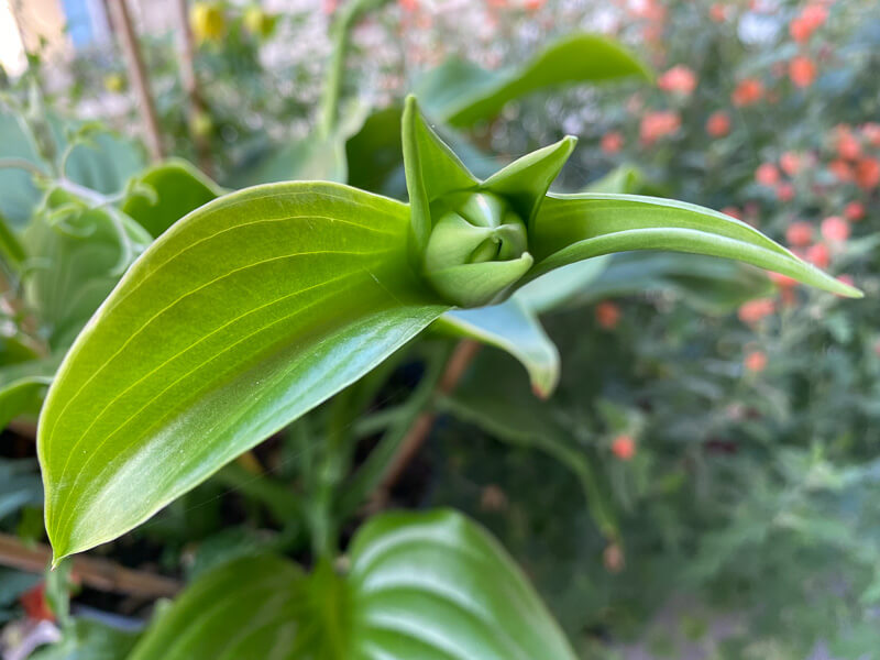 Bouton floral de l'Hosta plantaginea 'Venus' en été sur mon balcon parisien, Paris 19e (75)