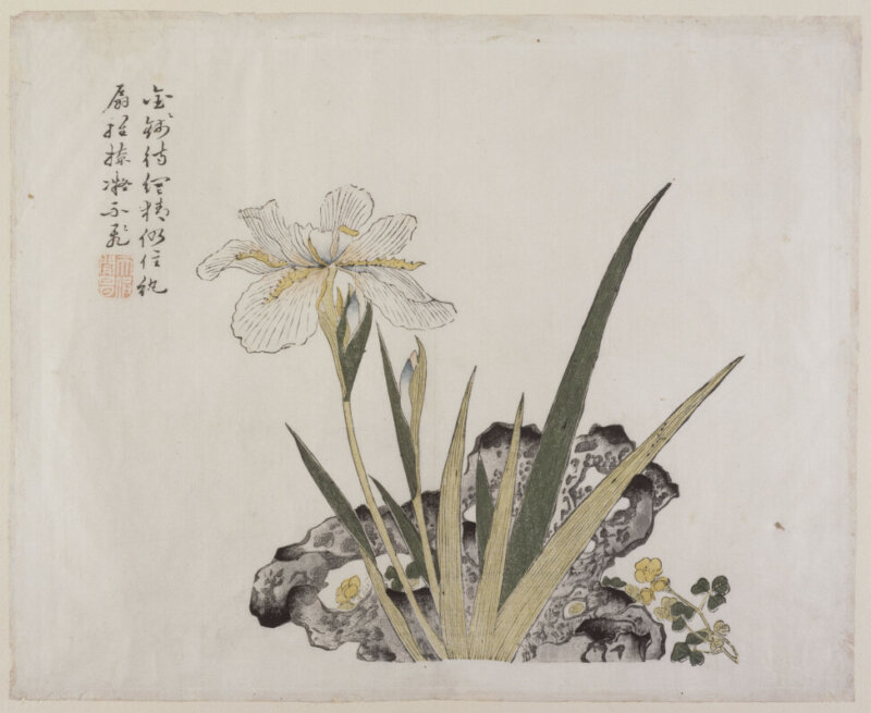 Iris et rocher Chine, 18e siècle Estampe sur papier, rehauts de couleurs 27,7 × 33,5 cm Achat (1948), ancienne collection Dubosc, MA 452 © RMN-Grand Palais (MNAAG, Paris) / Richard Lambert