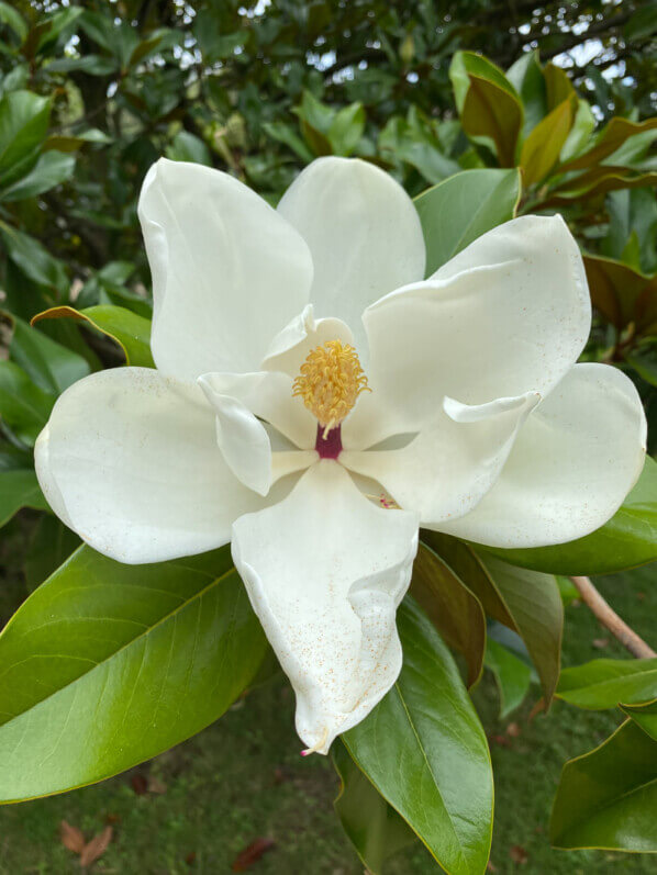 Fleur du Magnolia grandiflora en été dans le Jardin des Plantes, Paris 5e (75)