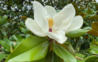 Fleur du Magnolia grandiflora en été dans le Jardin des Plantes, Paris 5e (75)