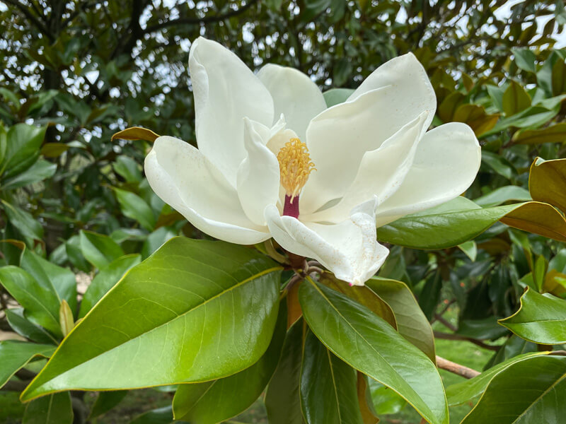 Fleur du Magnolia grandiflora en été dans le Jardin des Plantes, Paris 5e (75)