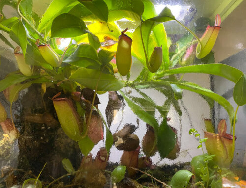 Mon Nepenthes a envahi tout son terrarium