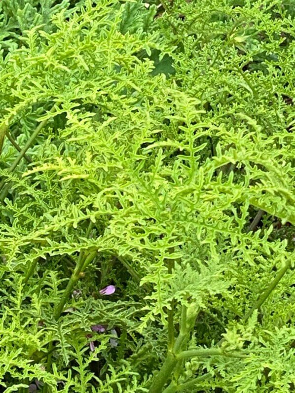 Pelargonium denticulatum en été dans le Jardin des Plantes, Paris 5e (75)