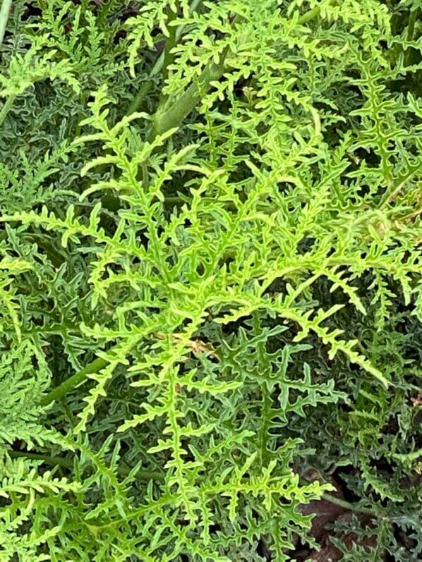 Pelargonium denticulatum en été dans le Jardin des Plantes, Paris 5e (75)