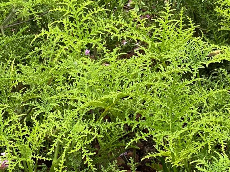 Pelargonium denticulatum en été dans le Jardin des Plantes, Paris 5e (75)