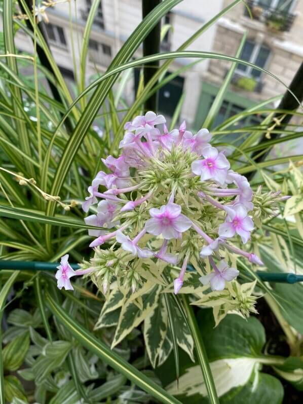 Phlox paniculata 'Crème de Menthe', Phlox paniculata 'Norah Leigh', en été sur mon balcon parisien, Paris 19e (75)