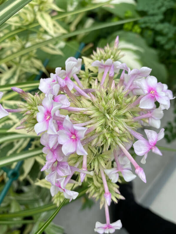 Phlox paniculata 'Crème de Menthe', Phlox paniculata 'Norah Leigh', en été sur mon balcon parisien, Paris 19e (75)