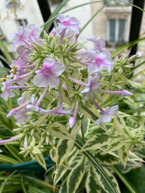 Phlox paniculata 'Crème de Menthe', Phlox paniculata 'Norah Leigh', en été sur mon balcon parisien, Paris 19e (75)