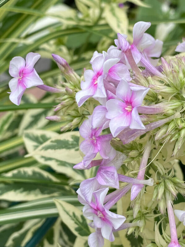 Phlox paniculata 'Crème de Menthe', Phlox paniculata 'Norah Leigh', en été sur mon balcon parisien, Paris 19e (75)