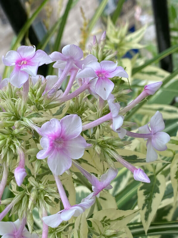 Phlox paniculata 'Crème de Menthe', Phlox paniculata 'Norah Leigh', en été sur mon balcon parisien, Paris 19e (75)
