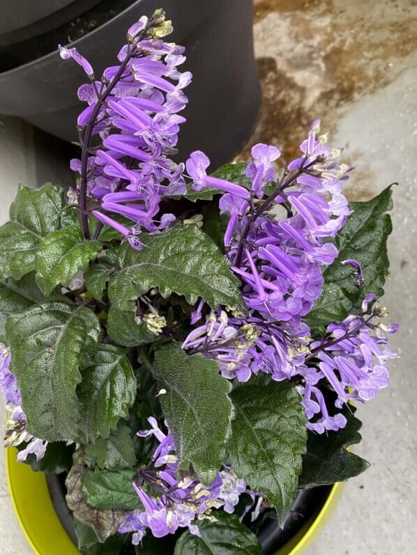 Plectranthus en été sur mon balcon parisien, Paris 19e (75)