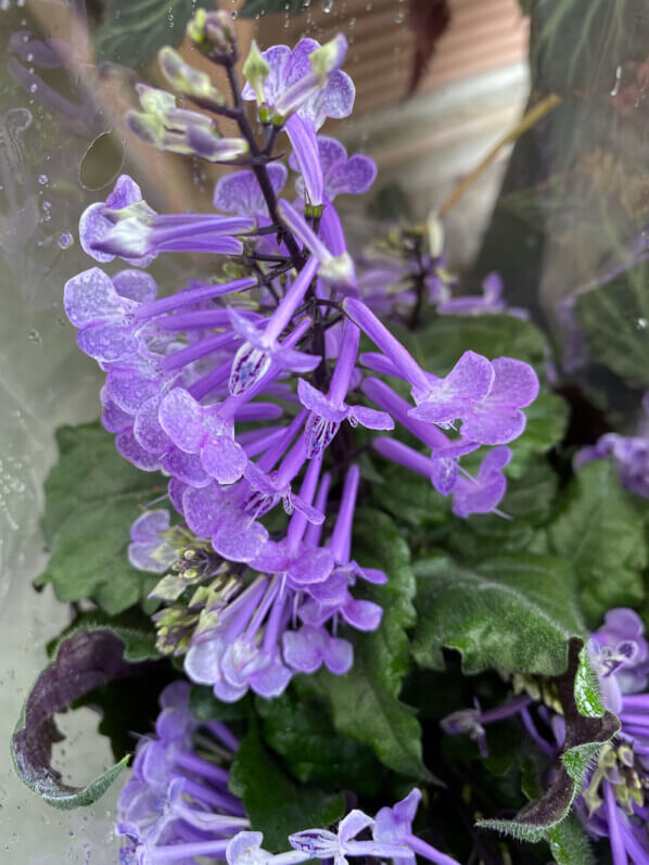 Plectranthus en été sur mon balcon parisien, Paris 19e (75)