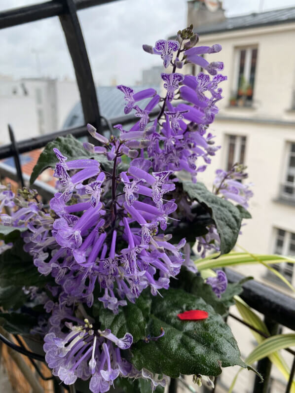 Plectranthus en été sur mon balcon parisien, Paris 19e (75)