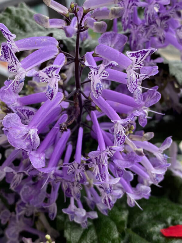 Plectranthus en été sur mon balcon parisien, Paris 19e (75)