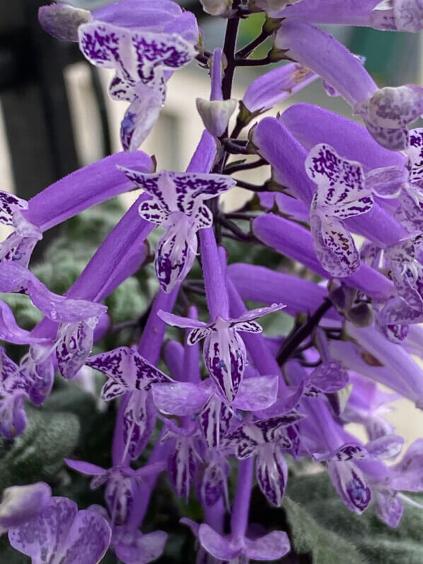 Plectranthus en été sur mon balcon parisien, Paris 19e (75)