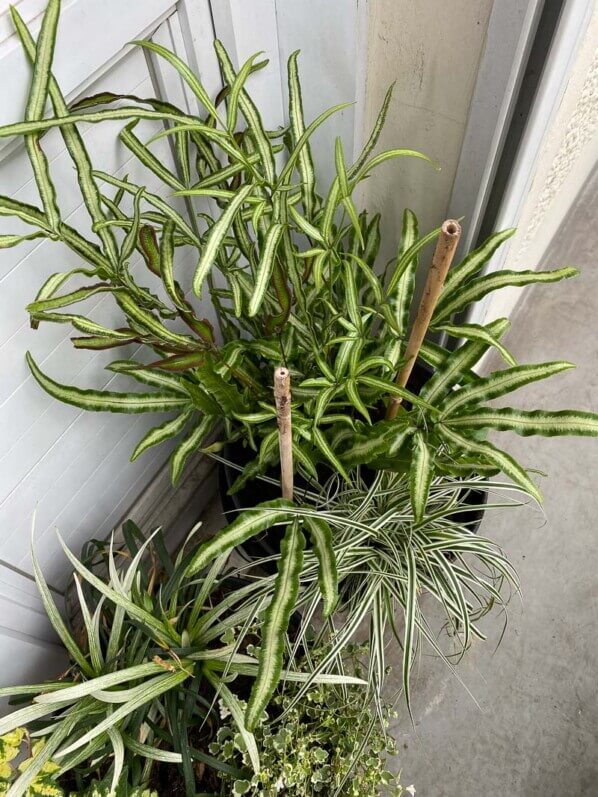 Potée de Pteris nipponica et Carex oshimensis 'Everest' en début d'été sur mon balcon parisien, Paris 19e (75)