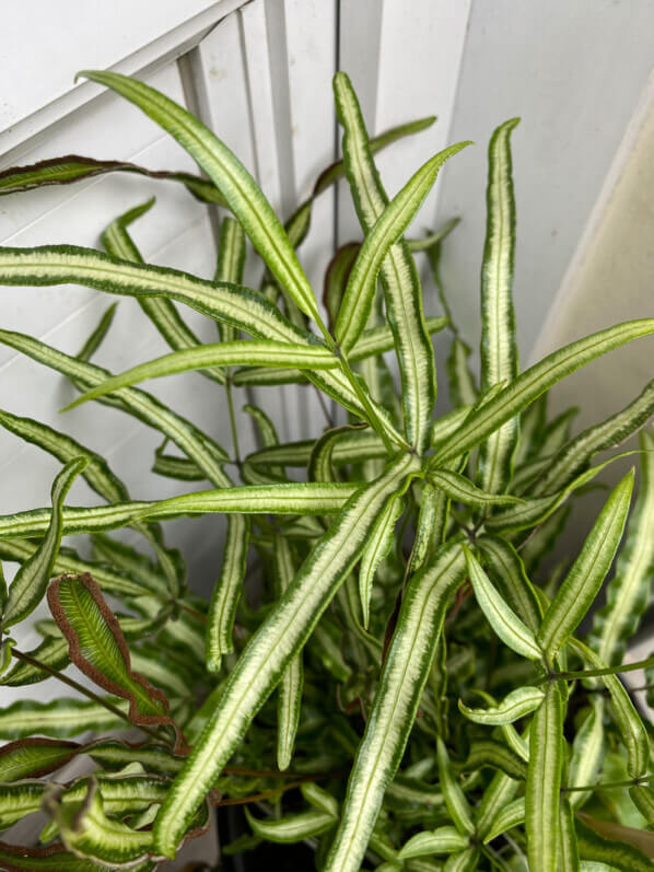 Potée de Pteris nipponica en début d'été sur mon balcon parisien, Paris 19e (75)