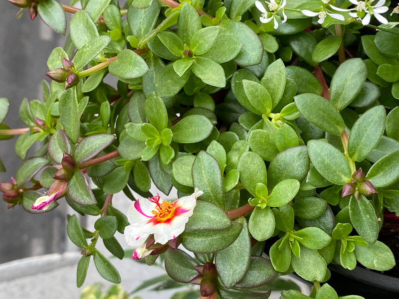 Pourpier en été sur mon balcon parisien, Paris 19e (75)