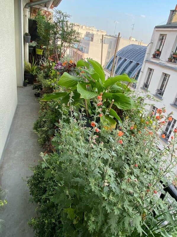 En début d'été sur mon balcon parisien, Paris 19e (75)
