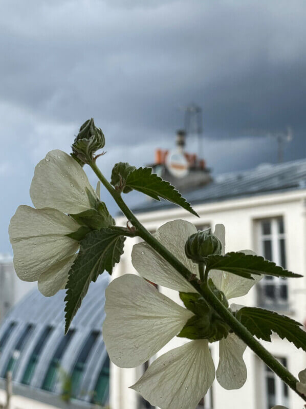 Ciel d'orage, Alcathea 'Parkallee' en été sur mon balcon parisien, Paris 19e (75)