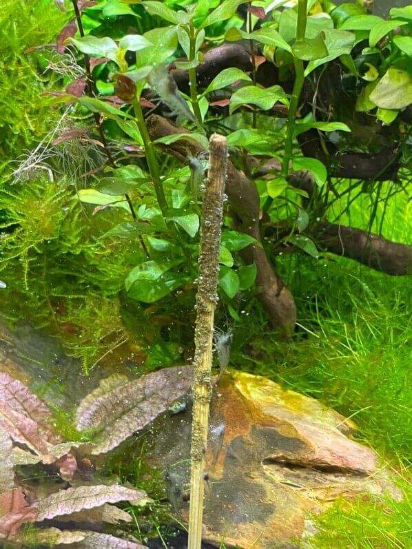 Crevettes Malawa (Caridina pareparensis parvidentata) sur un stick d'orties, nano aquarium, Paris 19e (75)