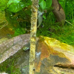 Crevettes Malawa (Caridina pareparensis parvidentata) sur un stick d'orties, nano aquarium, Paris 19e (75)