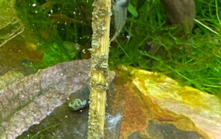 Crevettes Malawa (Caridina pareparensis parvidentata) sur un stick d'orties, nano aquarium, Paris 19e (75)