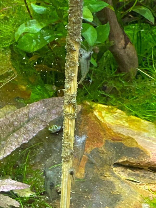 Crevettes Malawa (Caridina pareparensis parvidentata) sur un stick d'orties, nano aquarium, Paris 19e (75)