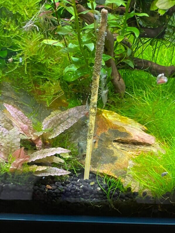 Crevettes Malawa (Caridina pareparensis parvidentata) sur un stick d'orties, nano aquarium, Paris 19e (75)