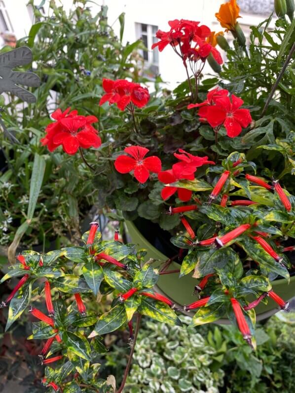 Pélargonium et Cuphea en été sur mon balcon parisien, Paris 19e (75)