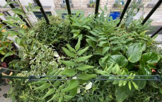Grande jardinière avec sceaux de Salomon, lierres, bégonia Dragon Wing, Plectranthus et belle de nuit en début d'été sur mon balcon parisien, Paris 19e (75)