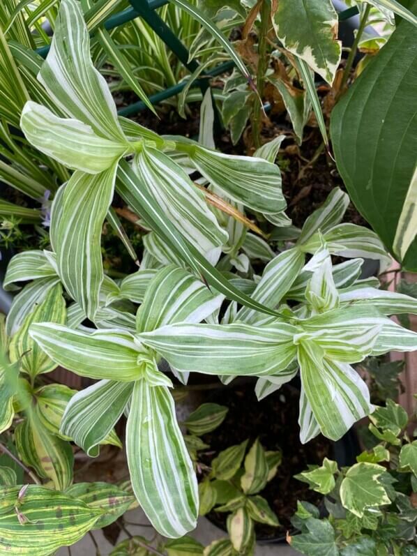 Lire la suite à propos de l’article Tradescantia albiflora ‘Albo-vittata’ retrouve sa belle apparence après un hiver dehors sans protection