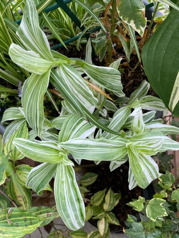 Tradescantia albiflora 'Albo-vittata' en été sur mon balcon parisien, Paris 19e (75)