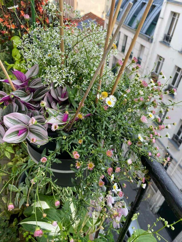 Potée d'euphorbe 'Diamond Frost', Erigeron karvinskianus, Tradescantia 'Nanouk' en début d'été sur mon balcon parisien, Paris 19e (75)