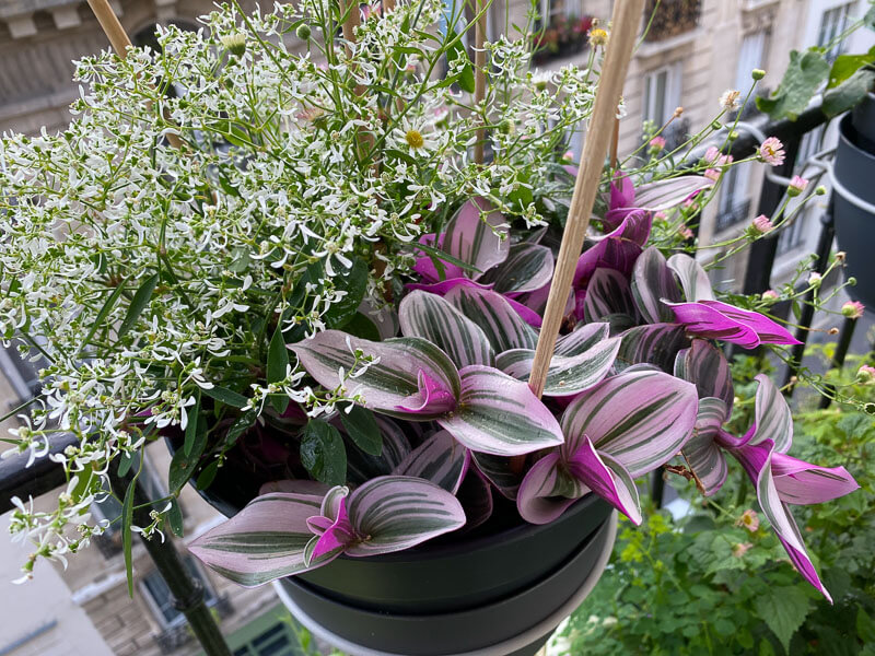 Lire la suite à propos de l’article Potée fleurie en harmonie de rose, blanc et vert