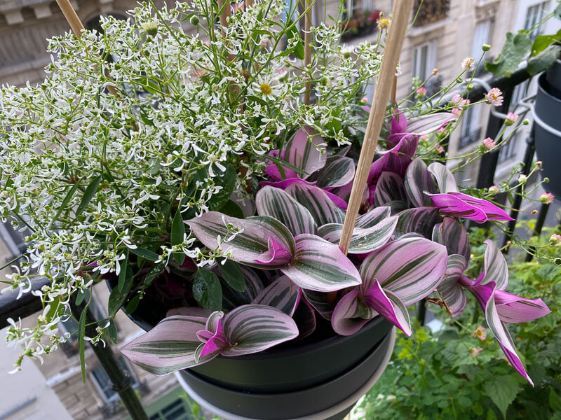 Potée d'euphorbe 'Diamond Frost', Erigeron karvinskianus, Tradescantia 'Nanouk' en début d'été sur mon balcon parisien, Paris 19e (75)