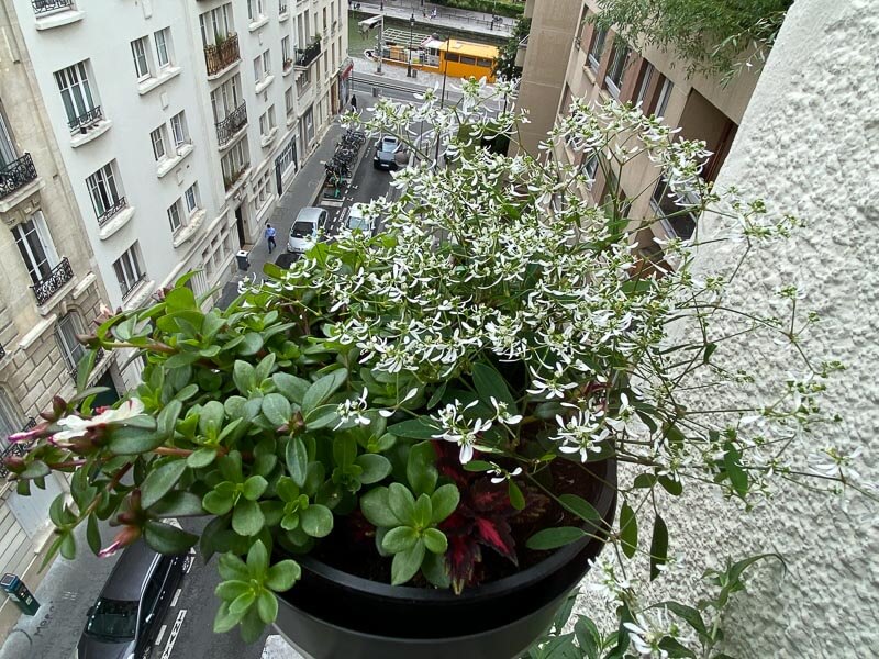 Pourpier, euphorbe 'Diamond Frost' et coléus, potée en été sur mon balcon parisien, Paris 19e (75)