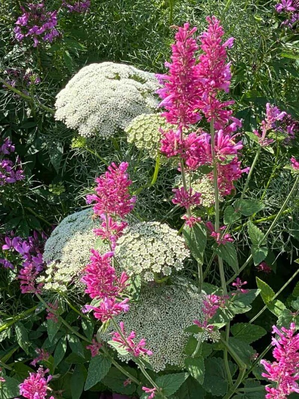 Agastache et Ammi visnaga en été dans le Parc de l'Orangerie, Strasbourg (67)