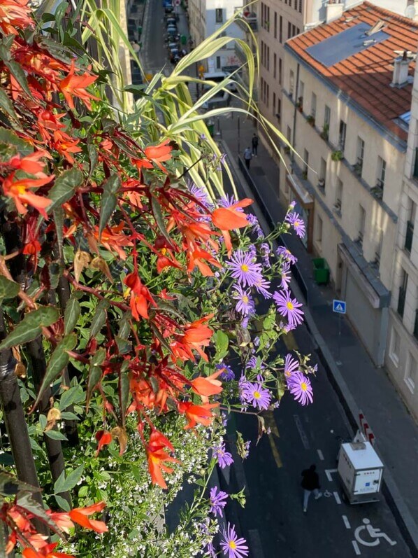 Bégonia et aster d'été en été sur mon balcon parisien, Paris 19e (75)