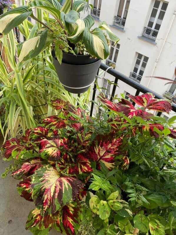 Coleus (Solenostemon) Kong Mosaïc, Hosta, Arundo en été sur mon balcon parisien, Paris 19e (75)