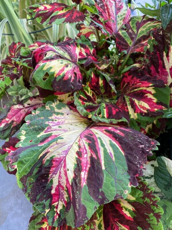 Coleus (Solenostemon) Kong Mosaïc en été sur mon balcon parisien, Paris 19e (75)