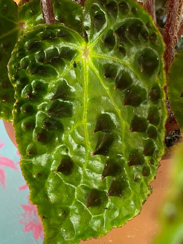 Begonia ferox, Bégoniacées, plante d'intérieur, Paris 19e (75)