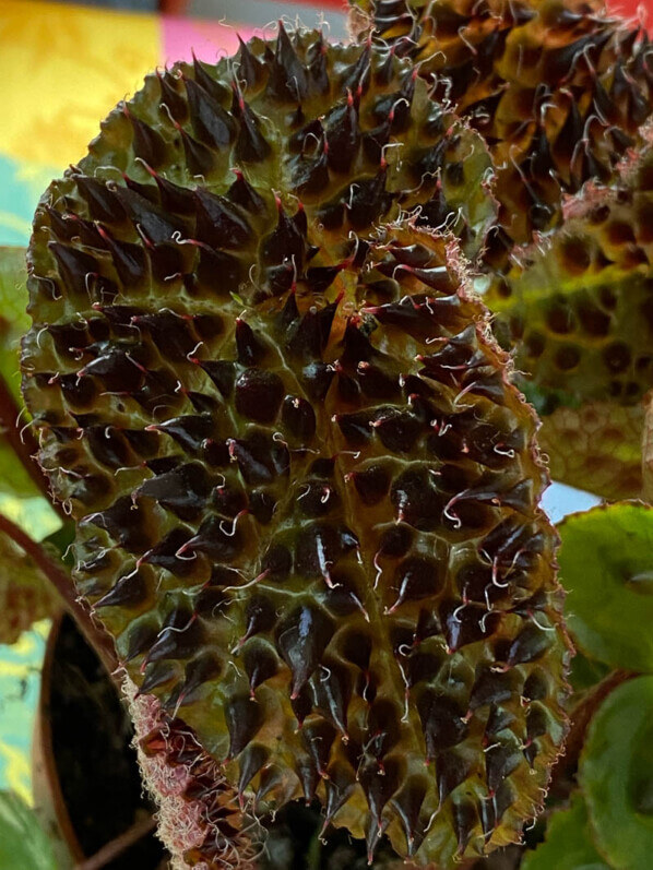Begonia ferox, Bégoniacées, plante d'intérieur, Paris 19e (75)