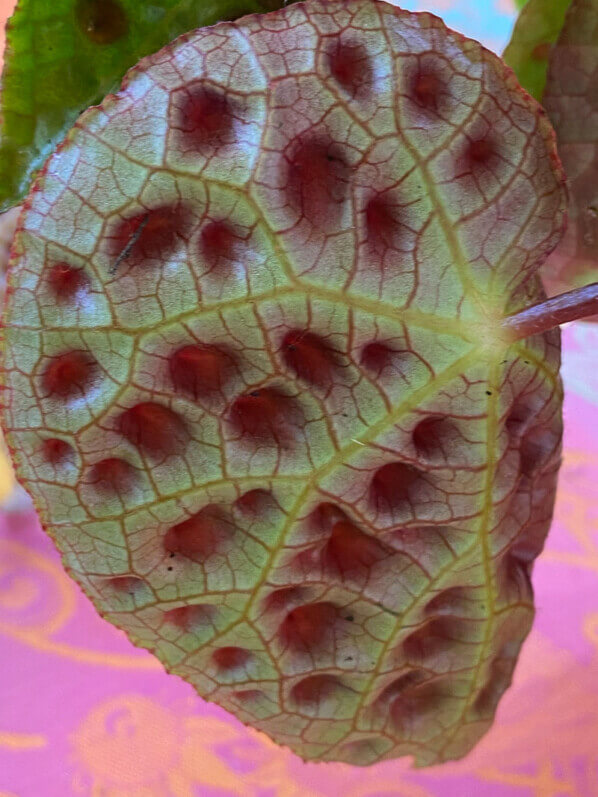 Begonia ferox, Bégoniacées, plante d'intérieur, Paris 19e (75)