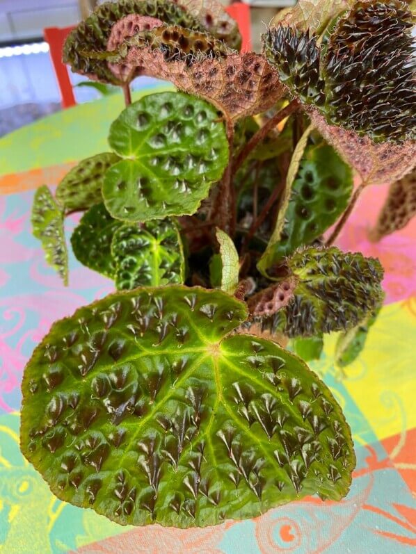 Begonia ferox, Bégoniacées, plante d'intérieur, Paris 19e (75)