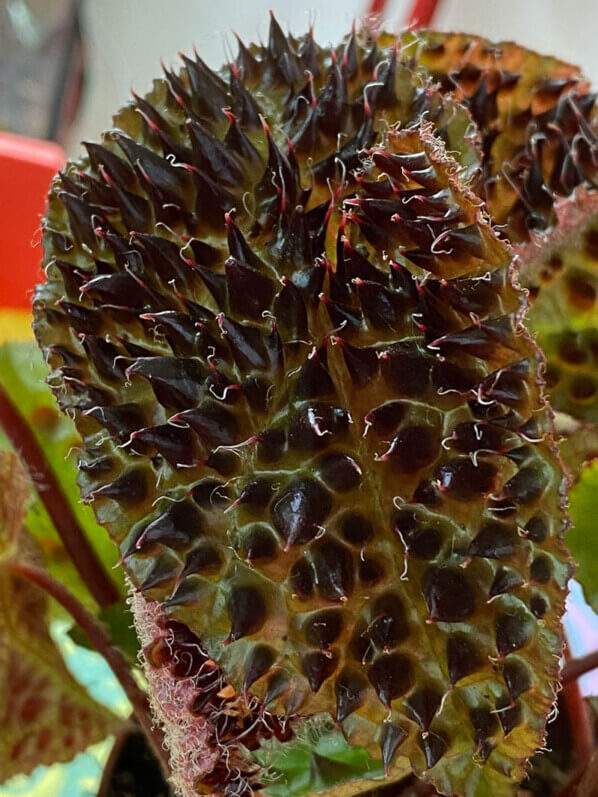 Begonia ferox, Bégoniacées, plante d'intérieur, Paris 19e (75)